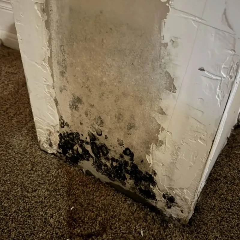 Professional Mold Removal in Portola, CA